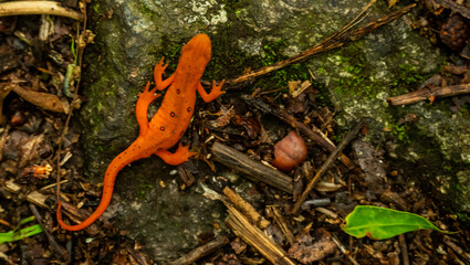 Red Spotted Salamander Crawls on Rock in Shenandoah