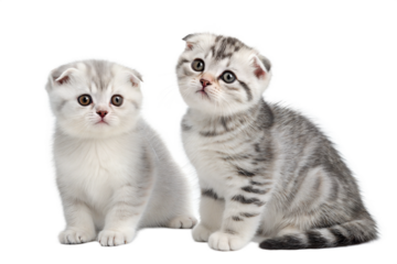Two grey Scottish fold kittens isolated on a white background. Scottish fold cute kittens sitting in front of white background.