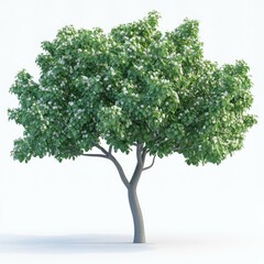 Obraz premium Stunning Springtime Tree in Full Bloom: A Breathtaking Display of Nature's Beauty