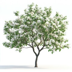 Obraz premium Stunning White Blossoms: A Springtime Tree in Full Bloom. Captivating floral photography, nature's vibrant beauty. Perfect for nature lovers and artistic designs.
