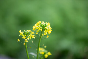 Rape blossoms in the field.