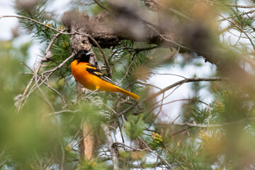 Baltimore Oriole pose pine branch
