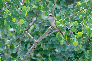 Obraz premium Black-billed cuckoo bird