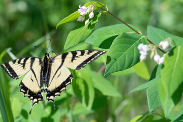 Eastern Tiger Swallowtail butterfly