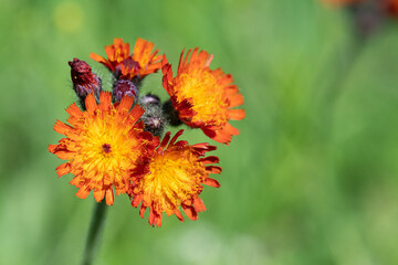 Fox and Cub flowers