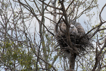 Great-horned owl family