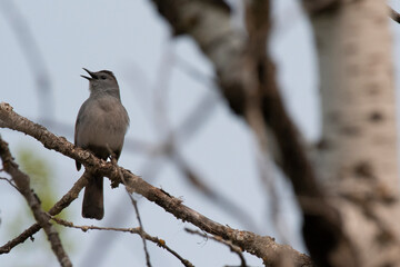 Gray Catbird cackling
