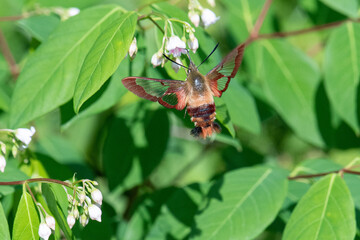 Hummingbird moth pollinating