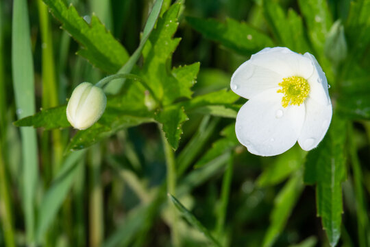 Canada anemone (Anemonastrum canadense) close-up