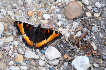 Milbert's tortoiseshell closeup
