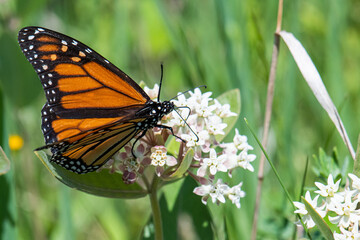 monarch butterfly on four-leaved milkweed