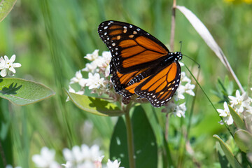 Fototapeta premium Monarch butterfly top side 