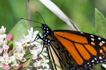 Monarch butterfly milkweed closeup