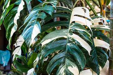 monstera green leaves branch in yard, forest, park, garden, close-up outdoors tropical horizontal...