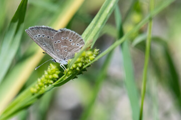 Western Tailed-blue butterfly