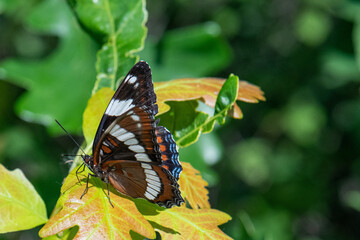 White Admiral side view close