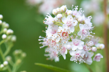 White meadowsweet flowers