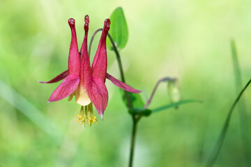 Wild Red Columbine