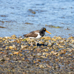 Magellanic Oystercatcher (Haematopus leucopodus), Chiloé, Chile.