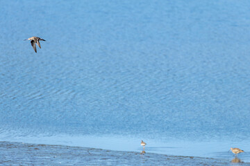 The Amazing Bird Life of the Pullao Wetlands.