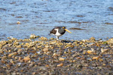 Magellanic Oystercatcher (Haematopus leucopodus), Chiloé, Chile.