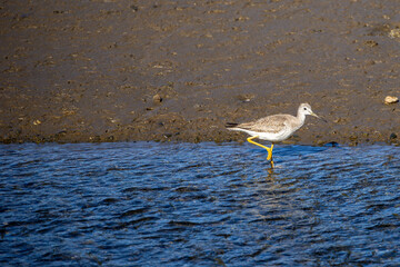 Greater yellowlegs (tringa melanoleuca). Chiloé, Chile.