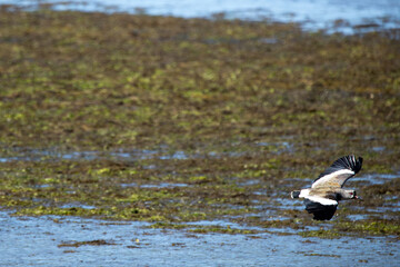 The Amazing Bird Life of the Pullao Wetlands.