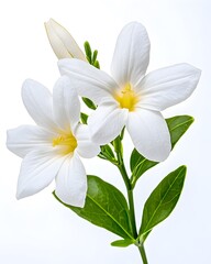 Naklejka premium Elegant White Jasmine Flowers with Vibrant Green Leaves, Captured in High-Resolution, Delicate Floral Beauty Symbolizing Purity and Serenity, Perfect for Nature, Botanical, and Aromatherapy Themes