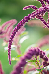 Love lies bleeding is one of the most well known common names for the Amaranthus caudatus plant. It...