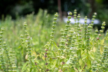 Close-up of vibrant basil plants thriving under natural light, reflecting the freshness and health of the greenhouse environment