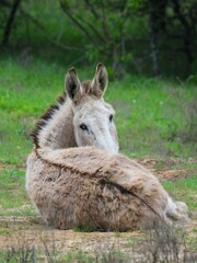 Donkey laying down in a field