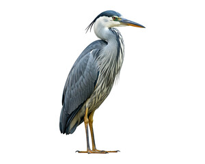 A majestic heron stands tall against a pristine white background. 