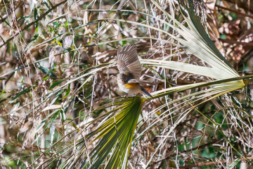 雌の
羽ばたいて飛び出す幸せの青い鳥、可愛いルリビタキ（ヒタキ科）
英名学名：Red-flanked Bluetail (Tarsiger cyanurus)
埼玉県北本市、北本自然観察公園 2025

