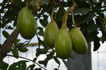 Avocado on its tree