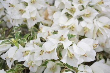 Fototapeta premium white flowers in the garden