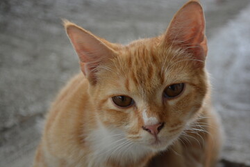Close up photo of cute orange cat