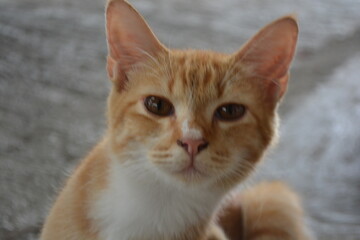 Close up photo of cute orange cat