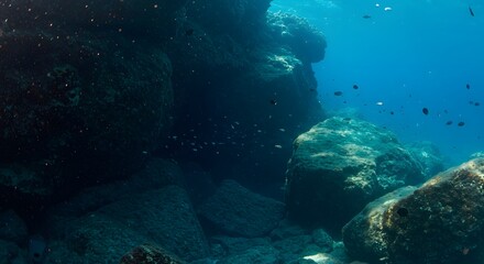 Obraz premium Underwater Coral Reef with Vibrant Marine Life, Exotic Fish, and Colorful Ecosystem in Ocean Depths.