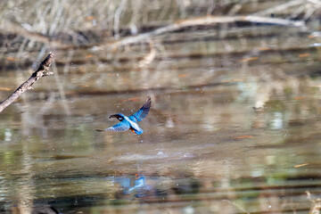 餌を捕らえるために水に飛び込む可愛いカワセミ（カワセミ科）
英名学名：Kingfisher (Alcedo atthis) 
埼玉県北本市、北本自然観察公園 2025
