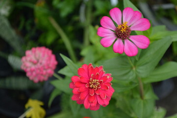 Obraz premium Beautiful red flower