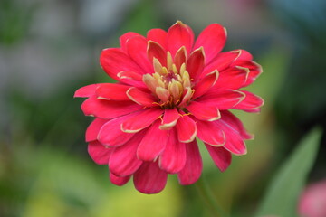 Beautiful red flower