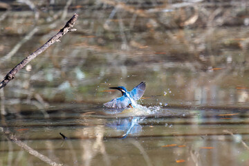餌を捕らえるために水に飛び込む可愛いカワセミ（カワセミ科）
英名学名：Kingfisher (Alcedo atthis) 
埼玉県北本市、北本自然観察公園 2025
