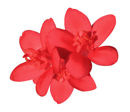 Peregrina or Spicy Jatropha or Jatropha integerrima flowers. Close up red flowers bouqet isolated on transparent background.