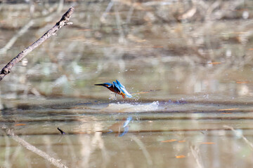 餌を捕らえるために水に飛び込む可愛いカワセミ（カワセミ科）
英名学名：Kingfisher (Alcedo atthis) 
埼玉県北本市、北本自然観察公園 2025
