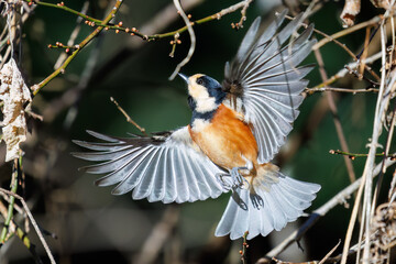 飛び出し飛翔する可愛いヤマガラ（シジュウカラ科）
英名学名：Varied Tit...