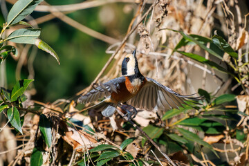 飛び出し飛翔する可愛いヤマガラ（シジュウカラ科）
英名学名：Varied Tit...