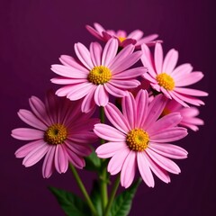 Fototapeta premium Pink chamomile blooms in a bouquet against a deep plum background, garden, arrangement