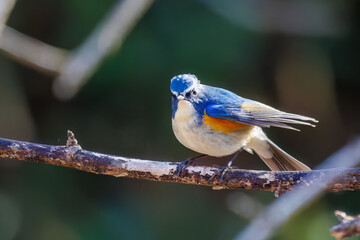 雄の
羽ばたいて飛び出す幸せの青い鳥、可愛いルリビタキ（ヒタキ科）
英名学名：Red-flanked Bluetail (Tarsiger cyanurus)
埼玉県北本市、北本自然観察公園 2025
