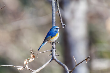 雄の
羽ばたいて飛び出す幸せの青い鳥、可愛いルリビタキ（ヒタキ科）
英名学名：Red-flanked Bluetail (Tarsiger cyanurus)
埼玉県北本市、北本自然観察公園 2025
