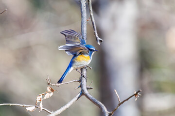 雄の
羽ばたいて飛び出す幸せの青い鳥、可愛いルリビタキ（ヒタキ科）
英名学名：Red-flanked Bluetail (Tarsiger cyanurus)
埼玉県北本市、北本自然観察公園 2025
